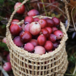 Coastal Foraging Baskets Workshop